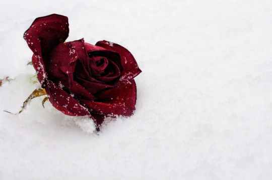 A red rose on a snow